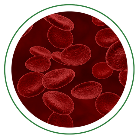 Blood Purifier