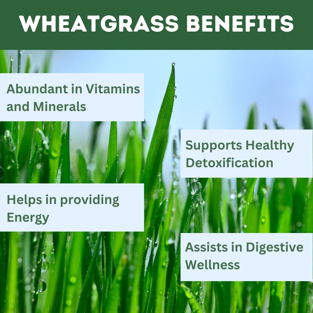 Wheatgrass Powder: Ayurvedic Green Superfood for Daily Wellness
