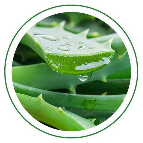 Aloevera