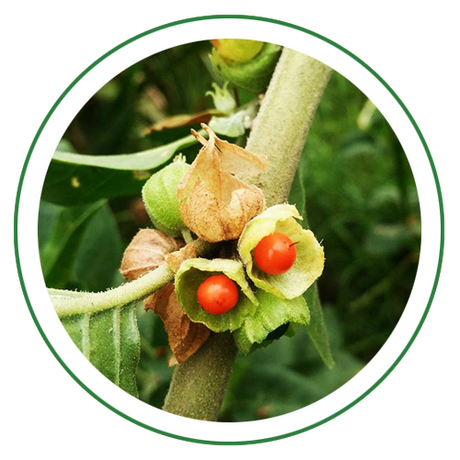Ashwagandha
