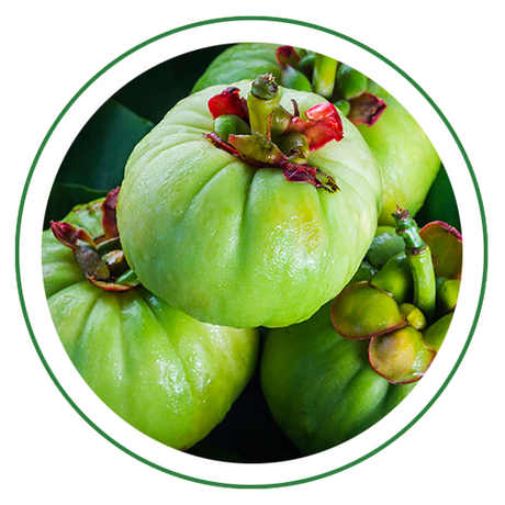 Garcinia