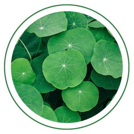 Gotu Kola