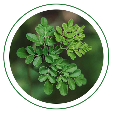 Moringa / Shigru