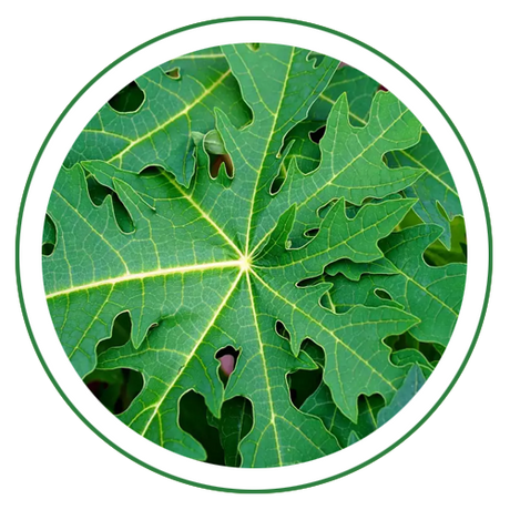 Papaya