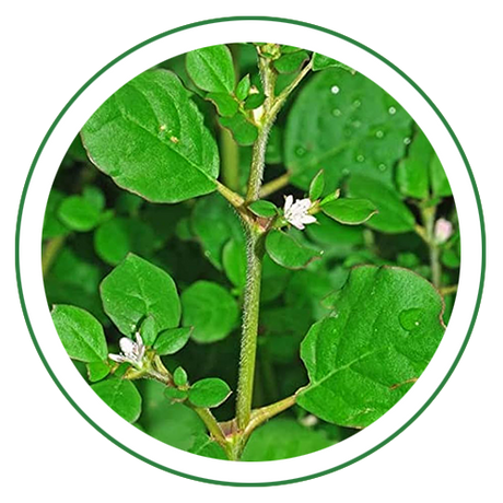Punarnava