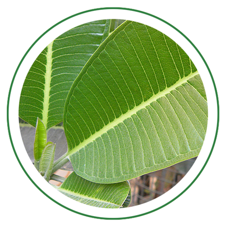 Vijaysar