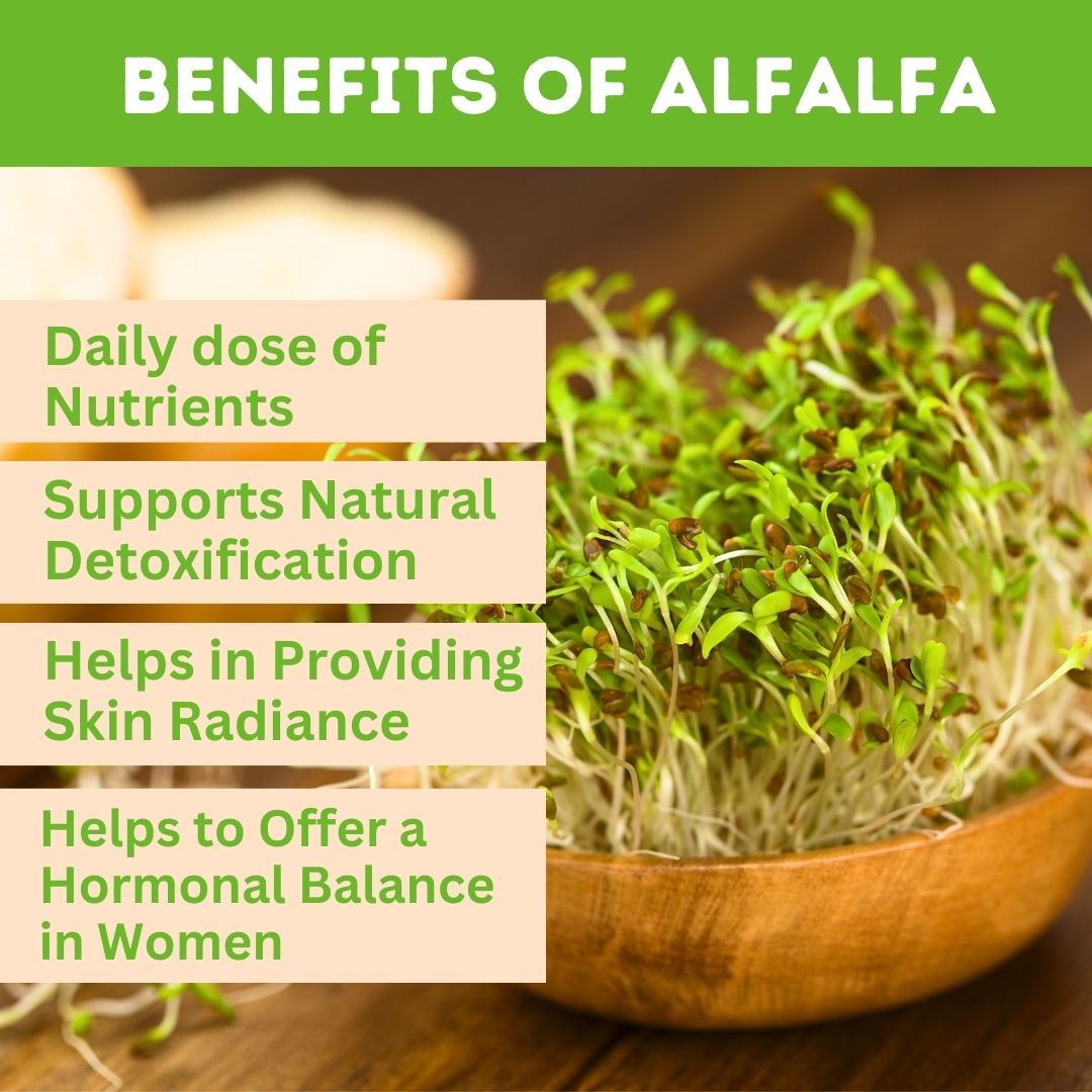 Alfalfa Powder for Immunity and General wellness. Immunity Booster & Improves Strength and Stamina