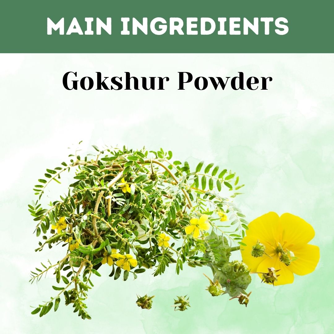 Buy Gokshur Powder for Immune Support