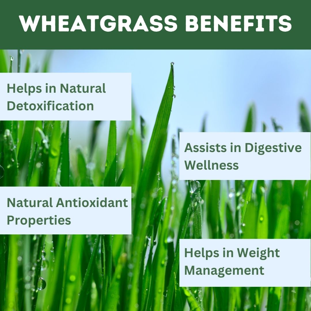 Wheatgrass Tablet Natural Antioxidant Superfood and Immunity Booster
